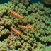 Bullseye Pistol Shrimp