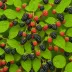 Blackberry (Rubus fruticosus agg.)