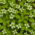 Bunchberry (Cornus canadensis)