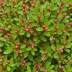 Bearberry (Arctostaphylos uva-ursi)