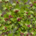 Bayberry (Morella pensylvanica)