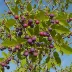 Beach Plum (Prunus maritima)