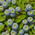Blue Tongue Berry (Melastoma affine)