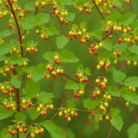 Buffalo Currant (Ribes aureum var. villosum)
