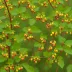 Buffalo Currant (Ribes aureum var. villosum)