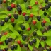 Boysen Blackberry (Rubus × hybrid)