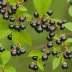 Ben Lomond Black Currant (Ribes nigrum cultivar)