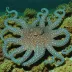 Blue-Lined Octopus (Hapalochlaena fasciata)