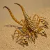 Buthus parroti