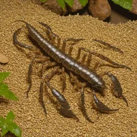 Babycurus gigas