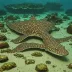 Banded wobbegong