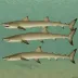 Blackspotted smoothhound