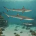 Bahamas sawshark