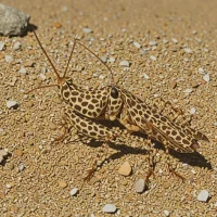 Brown-spotted Range Grasshopper (Psoloessa delicatula)