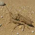 Brown-spotted Range Grasshopper (Psoloessa delicatula)