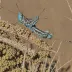 Blue-winged Grasshopper (Sphingonotus caerulans)