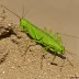 Barbarian Grasshopper (Calliptamus barbarus)