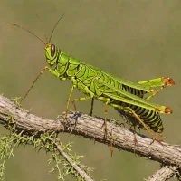 Brazilian Locust (Rhammatocerus schistocercoides)