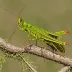Brazilian Locust (Rhammatocerus schistocercoides)