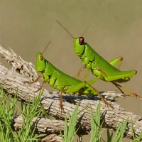 Bigelow's Grasshopper (Melanoplus bigeloviae)