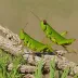 Bigelow's Grasshopper (Melanoplus bigeloviae)