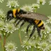 Bombus variabilis