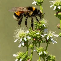 Bombus californicus