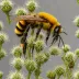 Bombus polaris