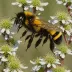 Bombus balteatus