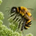 Bombus hyperboreus