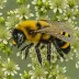 Bombus pauloensis