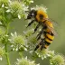 Bombus haemorrhoidalis