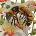 Bombus ignitus