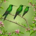 Black-billed Streamertail