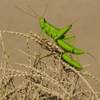 Bombay Locust (Nomadacris succincta)