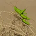 Bombay Locust (Nomadacris succincta)