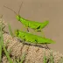 Bush Locust (Phymateus morbillosus)