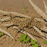 Brown-spotted Locust (Aiolopus strepens)