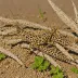 Brown-spotted Locust (Aiolopus strepens)