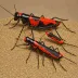 Black-and-red Grasshopper (Chromacris miles)