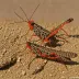 Brazilian Red-winged Grasshopper (Chromacris nuptialis)