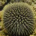 Black Sea Urchin (Arbacia lixula)