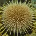 Banded Urchin (Echinothrix calamaris)
