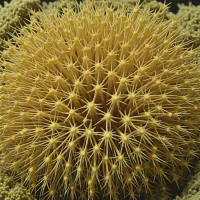 Brissopsis capensis