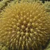 Brissopsis capensis