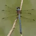 Bar-winged Skimmer