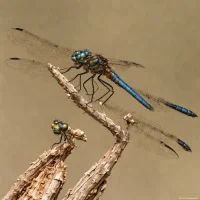 Band-winged Dragonlet