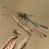 Band-winged Dragonlet