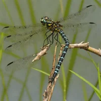 Bayou Clubtail