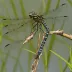 Bayou Clubtail